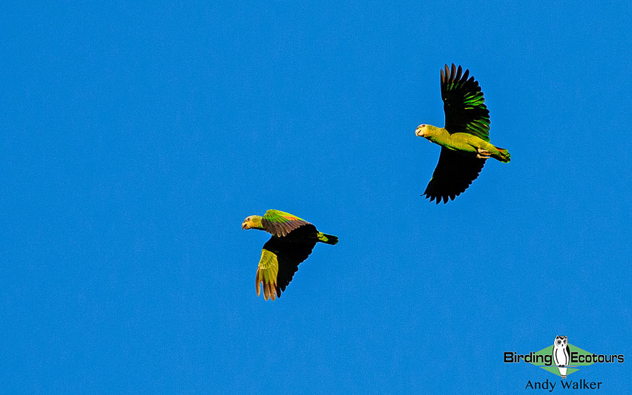 amazonian-ecuador-birding