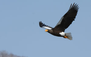 Japan birding tours