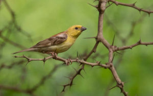 Senegal birding tour