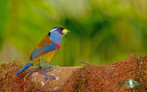 Northern Ecuador birding