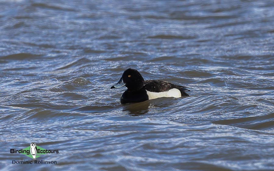 Common waterbirds of the United Kingdom