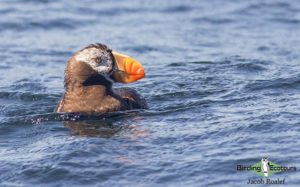 Oregon birding tours