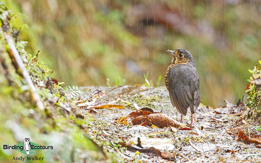 southern-ecuador-birding