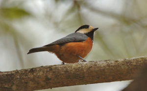 Japan birding tours