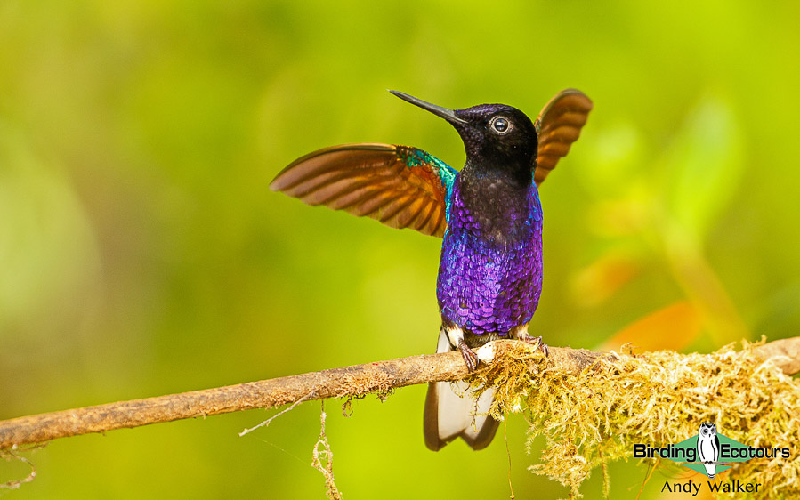 northern-ecuador-birding