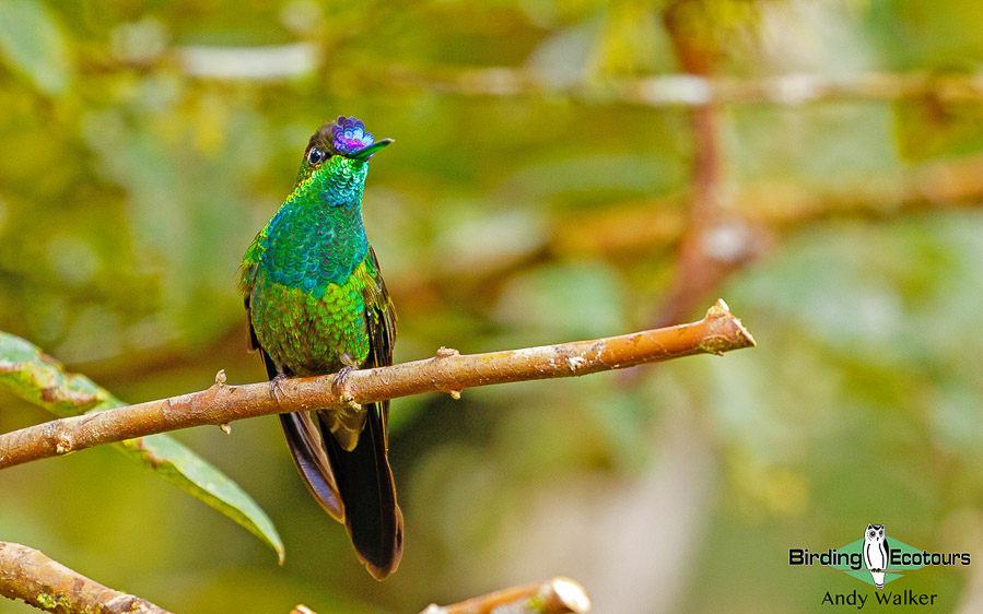 southern-ecuador-birding