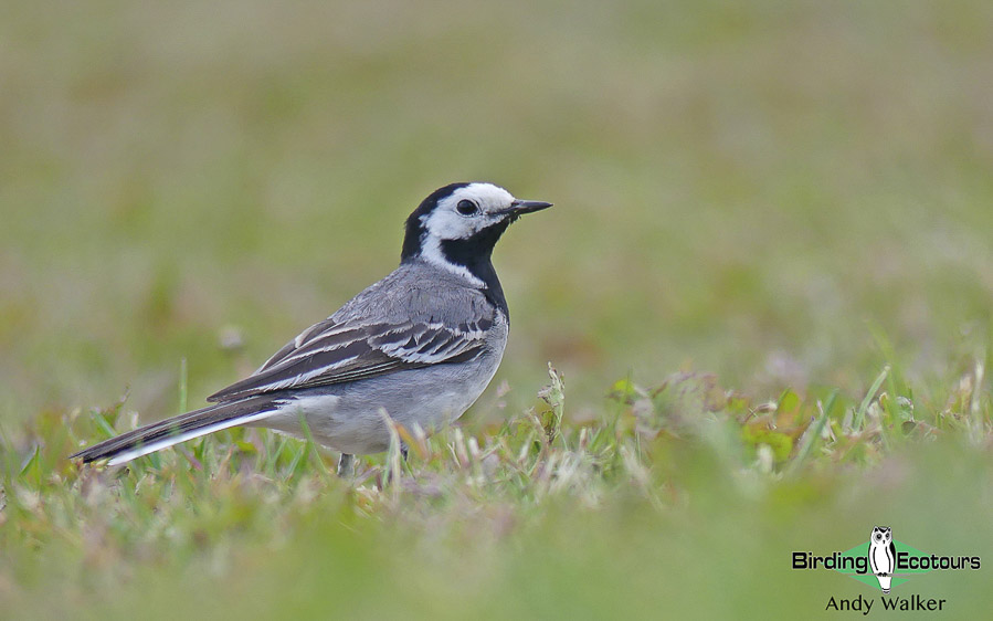 Common garden birds of the UK