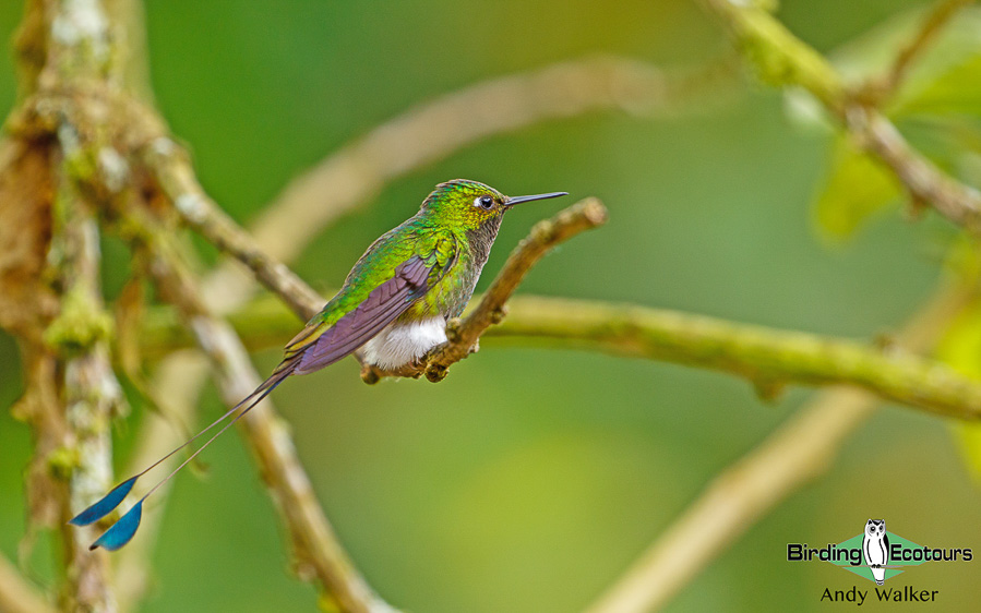 northern-ecuador-birding