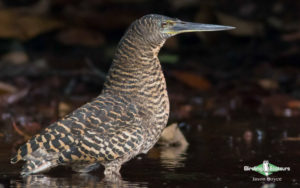 Senegal birding tour