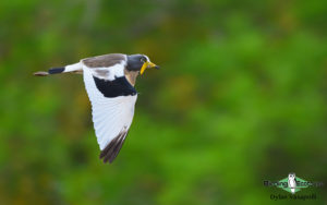 Senegal birding tour