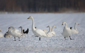 Japan birding tours