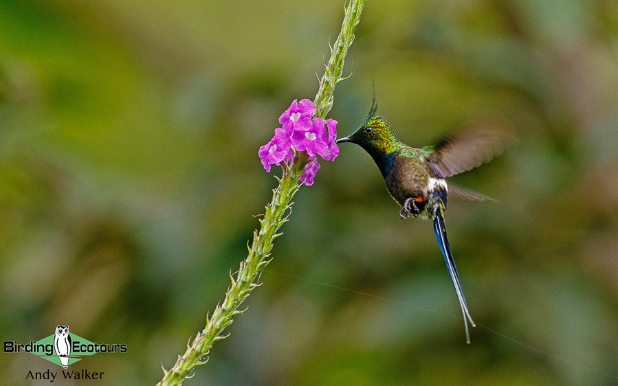 southern-ecuador-birding