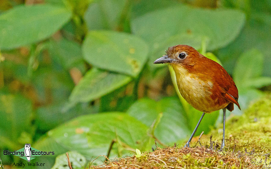 northern-ecuador-birding