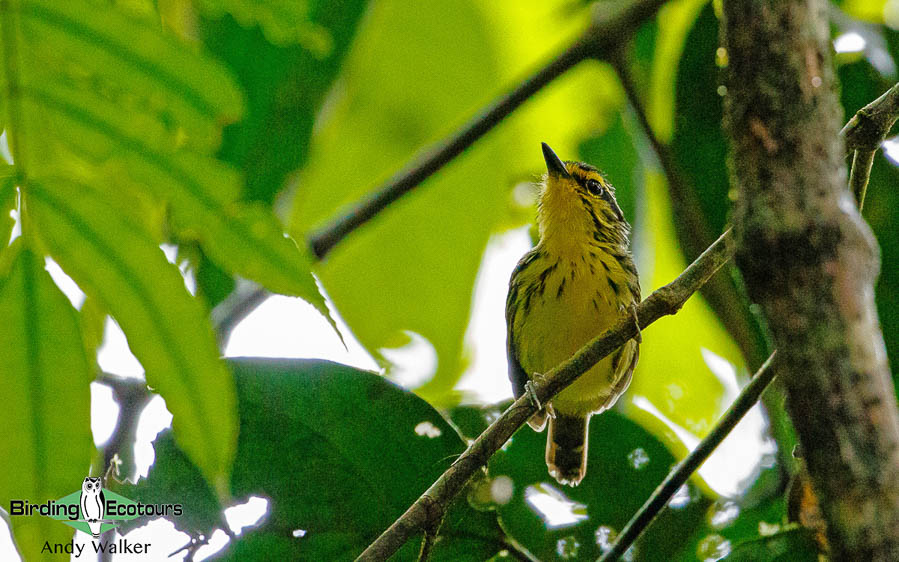 amazonian-ecuador-birding