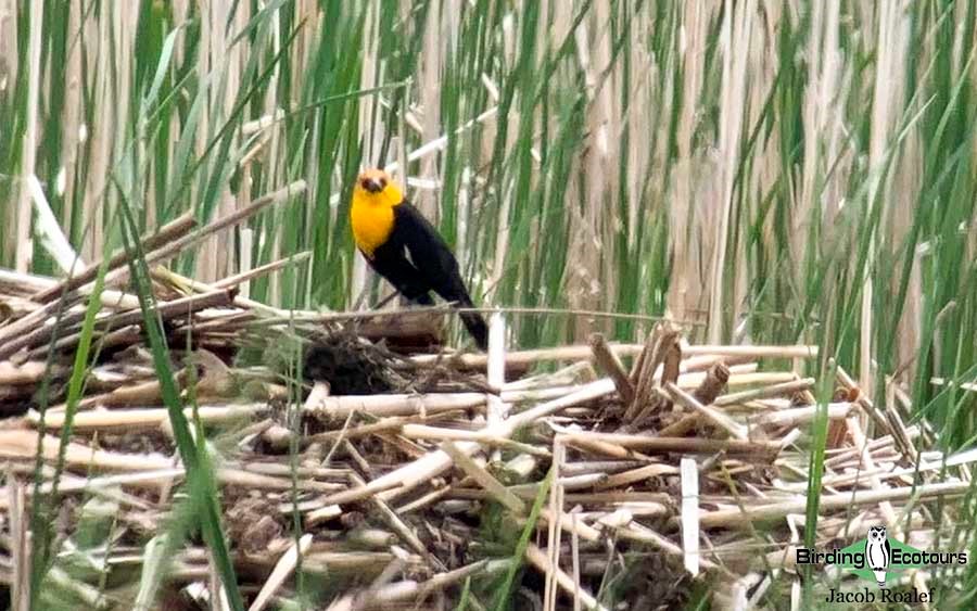 Ohio birding day tours