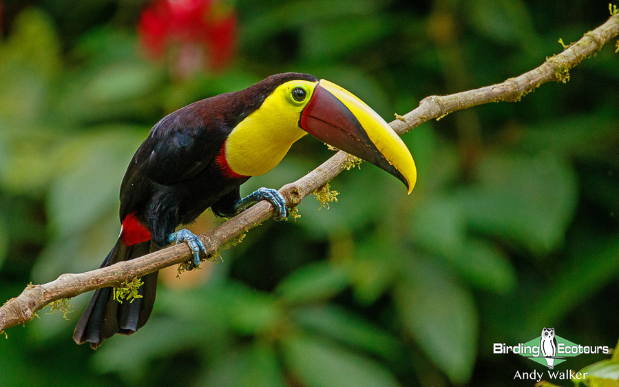 northern-ecuador-birding