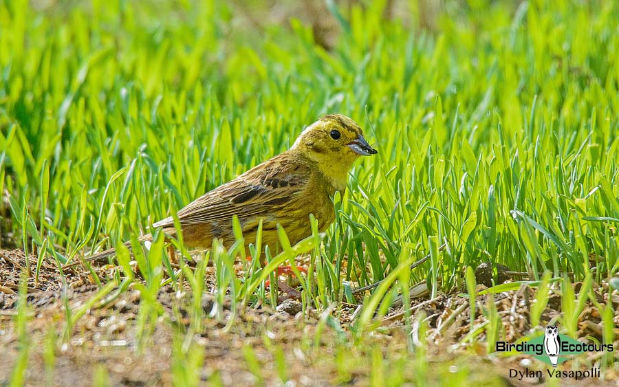 Common farmland birds of the United Kingdom