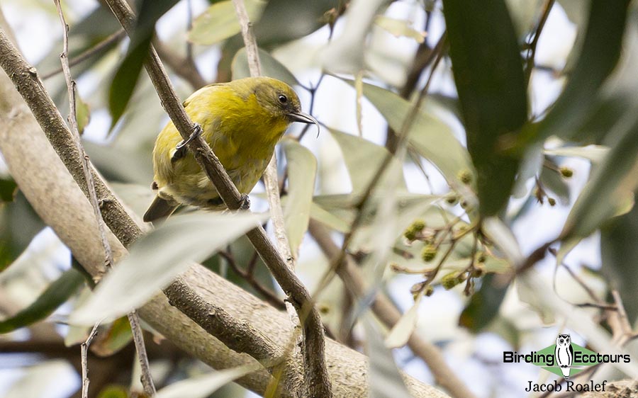 Hawaii birding tours