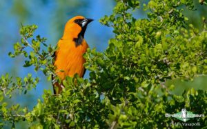 Texas winter birding tours