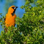 Texas winter birding tours