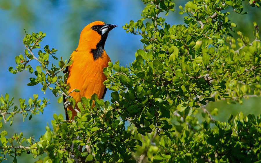 Texas winter birding tours