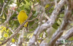 Hawaii birding tours