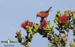 Hawaii birding tours