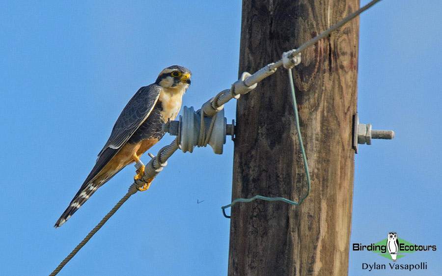 Texas winter birding tours