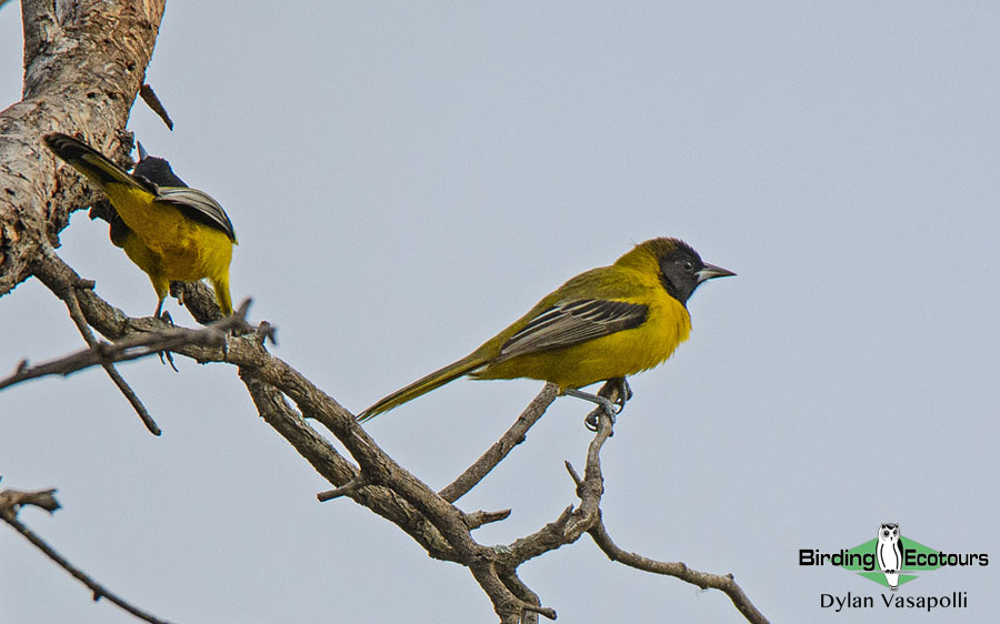 Texas winter birding tours