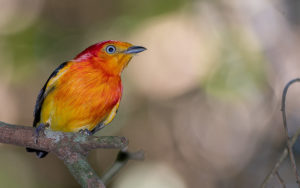 Paraguay birding tours