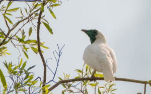 Paraguay birding tours