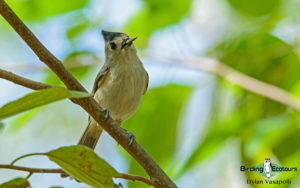 Texas winter birding tours