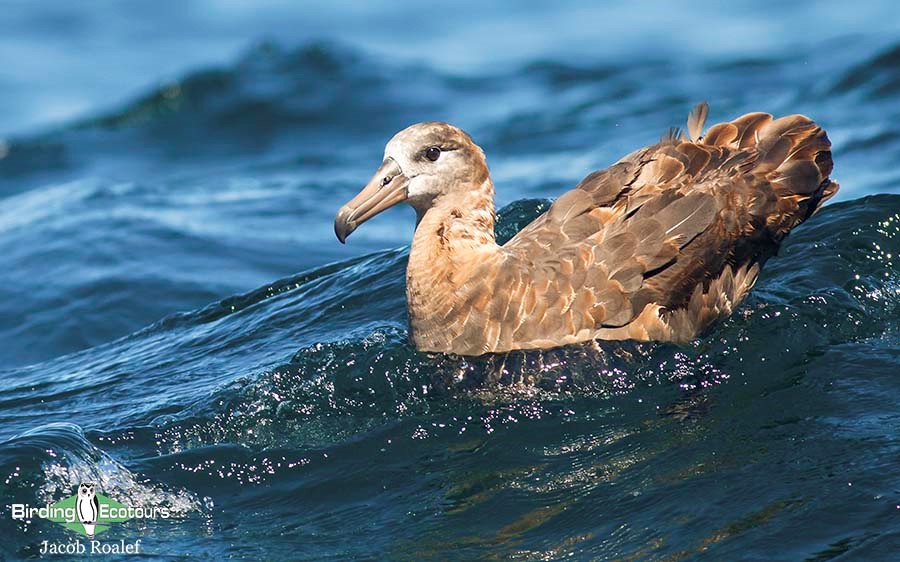 Pelagic extension