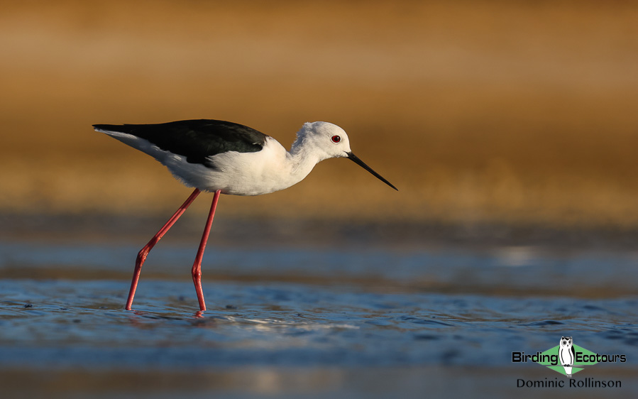 Norfolk bird trip report