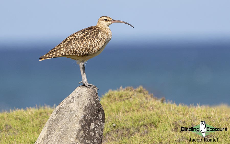 Hawaii birding tours