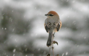 Japan pelagic extension