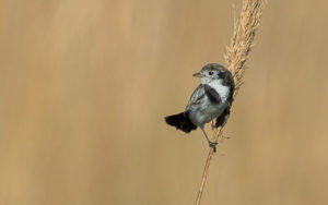 Paraguay birding tours