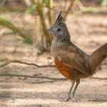 Paraguay birding tours