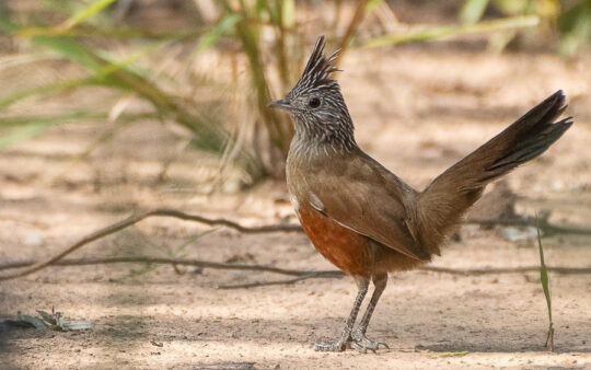 Paraguay birding tours