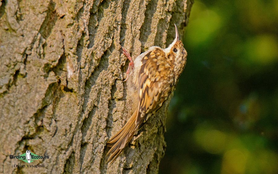 Norfolk bird trip report