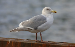 Japan pelagic extension