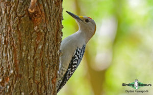 Texas winter birding tours