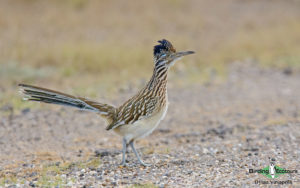 Texas winter birding tours