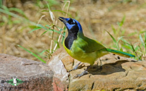 Texas winter birding tours