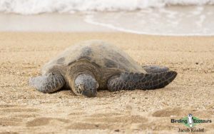 Hawaii birding tours