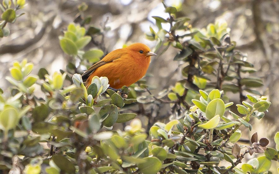 Hawaii birding tours
