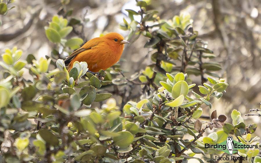 Hawaii birding tours