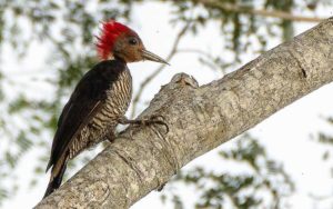 Paraguay birding tours