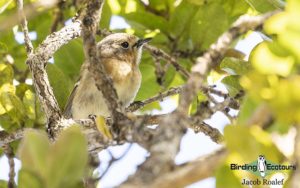 Hawaii birding tours