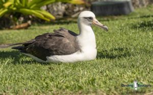 Hawaii birding tours